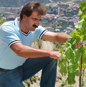 Kyperounda_vine