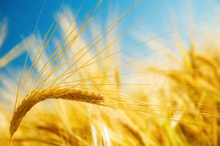 raw_material_barley
