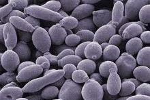 raw_material_yeast